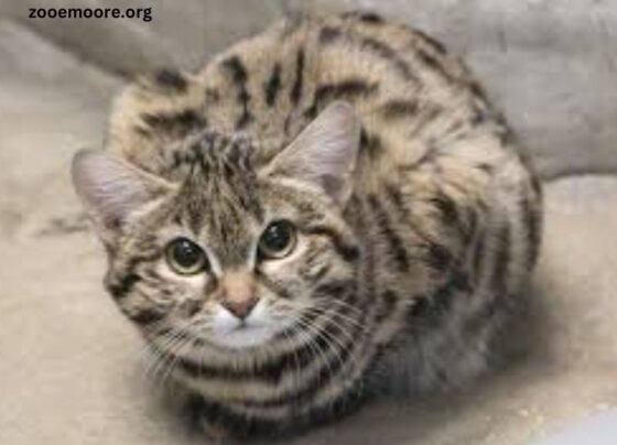 Utah Hogle Zoo Black Footed Cat