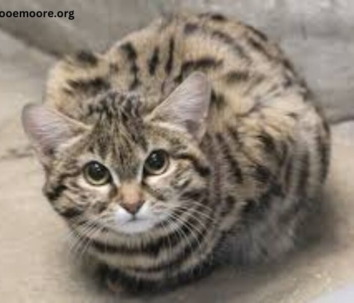 Utah Hogle Zoo Black Footed Cat