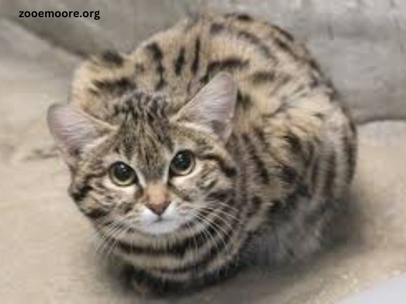 Utah Hogle Zoo Black Footed Cat